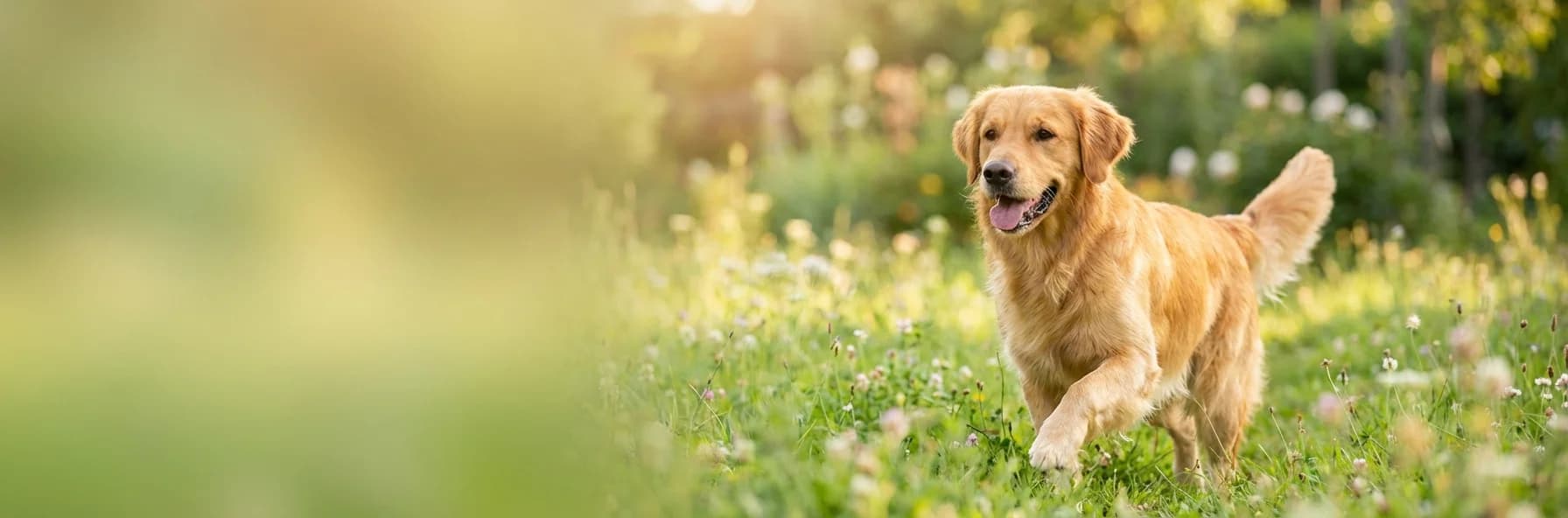 심파리카 TRIO — 올인원 보호